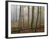 Autumn, Ozark-St. Francis National Forest, Arkansas, USA-Charles Gurche-Framed Photographic Print