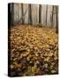 Autumn, Ozark-St. Francis National Forest, Arkansas, USA-Charles Gurche-Stretched Canvas