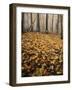 Autumn, Ozark-St. Francis National Forest, Arkansas, USA-Charles Gurche-Framed Photographic Print