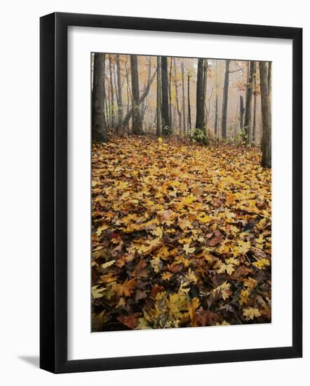 Autumn, Ozark-St. Francis National Forest, Arkansas, USA-Charles Gurche-Framed Photographic Print