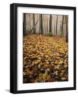 Autumn, Ozark-St. Francis National Forest, Arkansas, USA-Charles Gurche-Framed Photographic Print