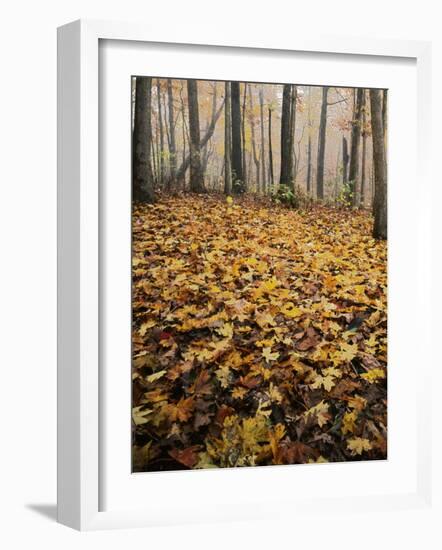 Autumn, Ozark-St. Francis National Forest, Arkansas, USA-Charles Gurche-Framed Photographic Print