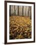 Autumn, Ozark-St. Francis National Forest, Arkansas, USA-Charles Gurche-Framed Photographic Print