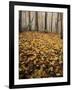 Autumn, Ozark-St. Francis National Forest, Arkansas, USA-Charles Gurche-Framed Photographic Print