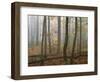 Autumn, Ozark-St. Francis National Forest, Arkansas, USA-Charles Gurche-Framed Photographic Print