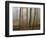 Autumn, Ozark-St. Francis National Forest, Arkansas, USA-Charles Gurche-Framed Photographic Print