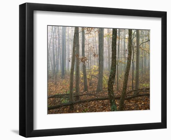 Autumn, Ozark-St. Francis National Forest, Arkansas, USA-Charles Gurche-Framed Photographic Print