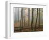 Autumn, Ozark-St. Francis National Forest, Arkansas, USA-Charles Gurche-Framed Photographic Print