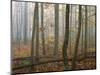 Autumn, Ozark-St. Francis National Forest, Arkansas, USA-Charles Gurche-Mounted Photographic Print