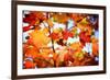 Autumn Paintography-Philippe Sainte-Laudy-Framed Photographic Print