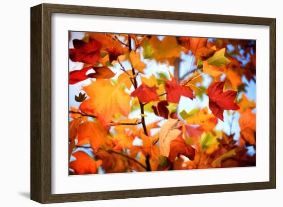 Autumn Paintography-Philippe Sainte-Laudy-Framed Photographic Print