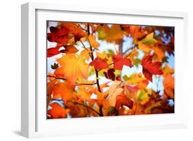 Autumn Paintography-Philippe Sainte-Laudy-Framed Photographic Print