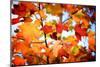 Autumn Paintography-Philippe Sainte-Laudy-Mounted Photographic Print