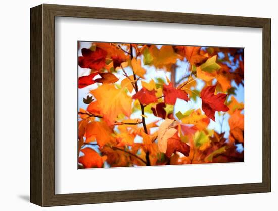 Autumn Paintography-Philippe Sainte-Laudy-Framed Photographic Print