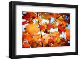 Autumn Paintography-Philippe Sainte-Laudy-Framed Photographic Print