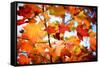 Autumn Paintography-Philippe Sainte-Laudy-Framed Stretched Canvas