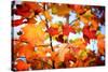 Autumn Paintography-Philippe Sainte-Laudy-Stretched Canvas