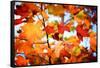 Autumn Paintography-Philippe Sainte-Laudy-Framed Stretched Canvas