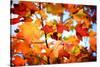 Autumn Paintography-Philippe Sainte-Laudy-Stretched Canvas