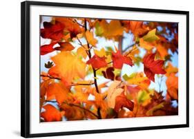 Autumn Paintography-Philippe Sainte-Laudy-Framed Photographic Print