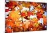 Autumn Paintography-Philippe Sainte-Laudy-Mounted Photographic Print