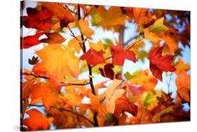 Autumn Paintography-Philippe Sainte-Laudy-Stretched Canvas