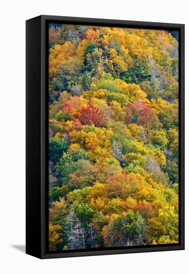 Autumn Palette-Steve Gadomski-Framed Stretched Canvas