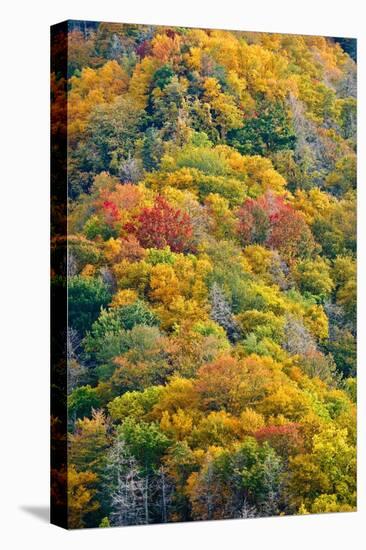 Autumn Palette-Steve Gadomski-Stretched Canvas