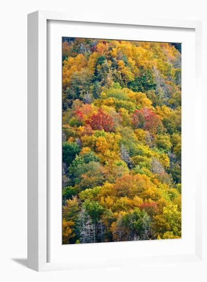 Autumn Palette-Steve Gadomski-Framed Photographic Print