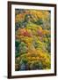 Autumn Palette-Steve Gadomski-Framed Photographic Print