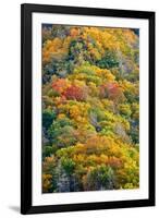 Autumn Palette-Steve Gadomski-Framed Photographic Print