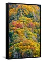 Autumn Palette-Steve Gadomski-Framed Stretched Canvas