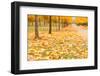 Autumn Park-maksheb-Framed Photographic Print