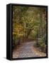 Autumn Passage 5-Jai Johnson-Framed Stretched Canvas