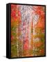 Autumn Passage-Elizabeth Carmel-Framed Stretched Canvas