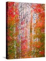 Autumn Passage-Elizabeth Carmel-Stretched Canvas