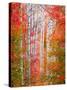 Autumn Passage-Elizabeth Carmel-Stretched Canvas