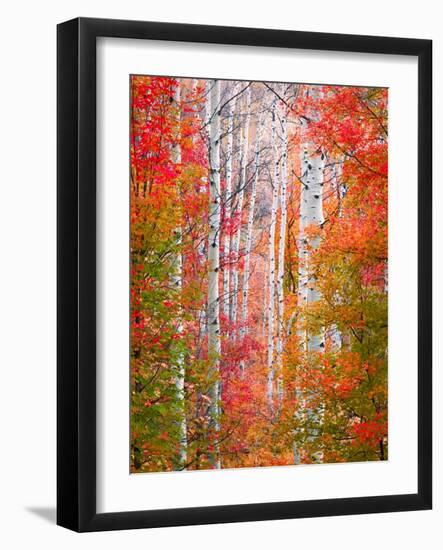 Autumn Passage-Elizabeth Carmel-Framed Premium Photographic Print