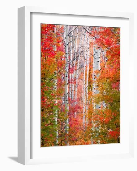 Autumn Passage-Elizabeth Carmel-Framed Photographic Print