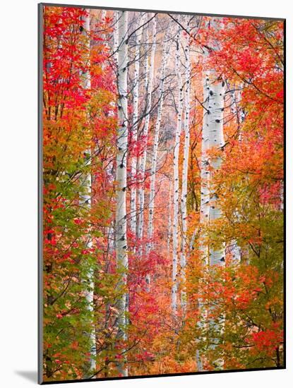 Autumn Passage-Elizabeth Carmel-Mounted Photographic Print
