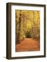 Autumn Path-Michael Hudson-Framed Giclee Print