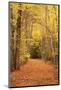 Autumn Path-Michael Hudson-Mounted Giclee Print