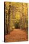 Autumn Path-Michael Hudson-Stretched Canvas