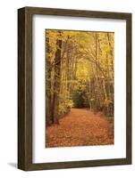 Autumn Path-Michael Hudson-Framed Art Print