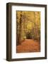 Autumn Path-Michael Hudson-Framed Art Print