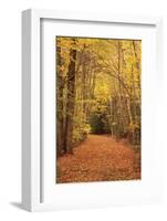 Autumn Path-Michael Hudson-Framed Art Print