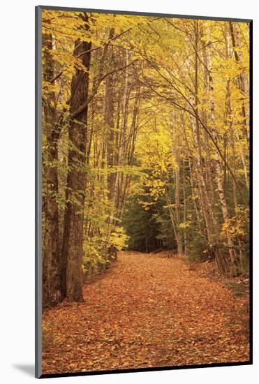 Autumn Path-Michael Hudson-Mounted Art Print