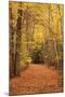 Autumn Path-Michael Hudson-Mounted Art Print