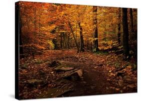 Autumn Path-Natalie Mikaels-Stretched Canvas