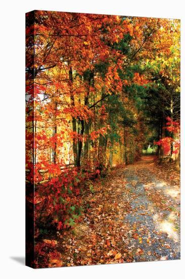 Autumn Pathway-Alan Hausenflock-Stretched Canvas